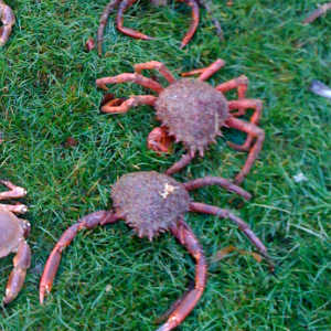 PÊCHER L'ARAIGNÉE DE MER