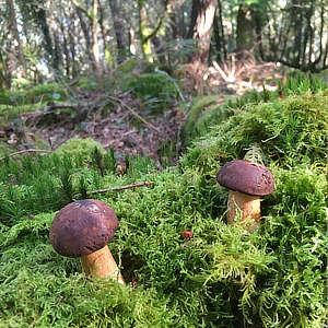 CUEILLEZ DES CHAMPIGNONS DEPUIS TYCHA
