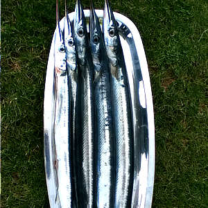 PÊCHE À MOELAN SUR MER